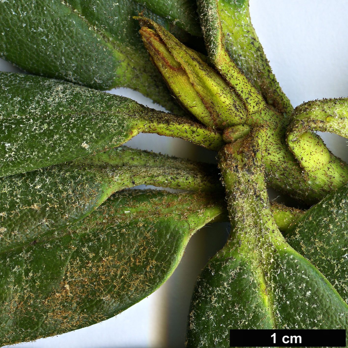 High resolution image: Family: Ericaceae - Genus: Rhododendron - Taxon: adenogynum - SpeciesSub: Adenogynum Group